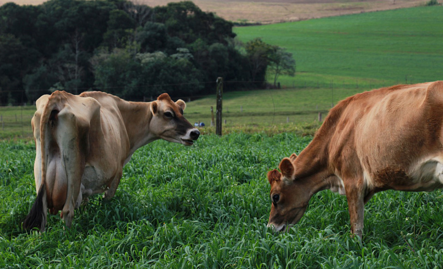 O Instituto Agronômico do Paraná (Iapar) promove nesta quarta-feira (7) dois eventos. Na Estação Experimental de Santa Tereza do Oeste, a 25 km de Cascavel, será o Dia de Campo de Culturas para Obtenção de Óleo. No Polo Regional de Pesquisa de Pato Branco, Sudoeste do Estado, acontece a Jornada Tecnológica de Leite a Pasto. Foto: Iapar