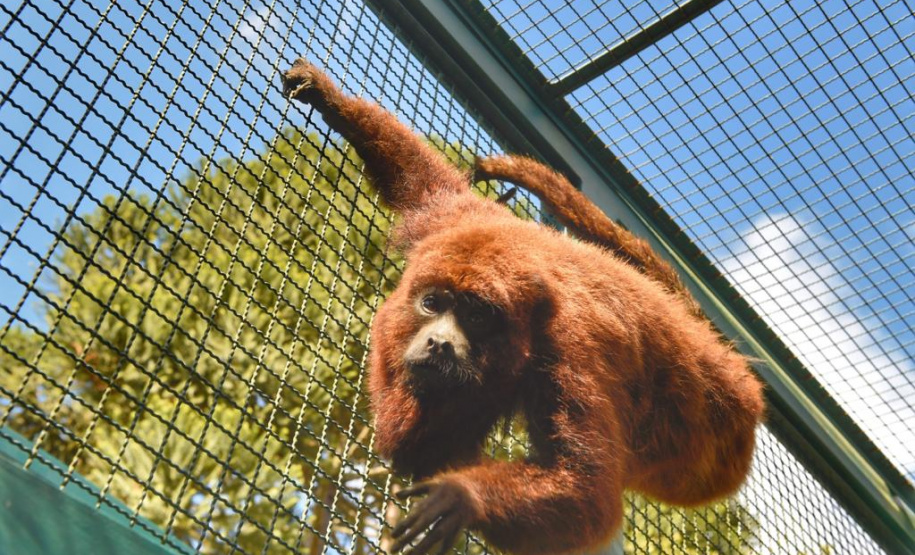O Instituto Ambiental do Paraná (IAP) encaminhou nesta segunda-feira (06) um bugio para o Instituto Conservacionista Anami, em São José dos Pinhais. O local é especializado em proteção e recuperação de grandes primatas. O animal foi levado ao Centro de Apoio à Fauna Silvestre (Cafs) em maio deste ano pela Secretaria de Saúde do mesmo município com suspeita de febre amarela. Foto: Denis Ferreira Netto/SEDEST