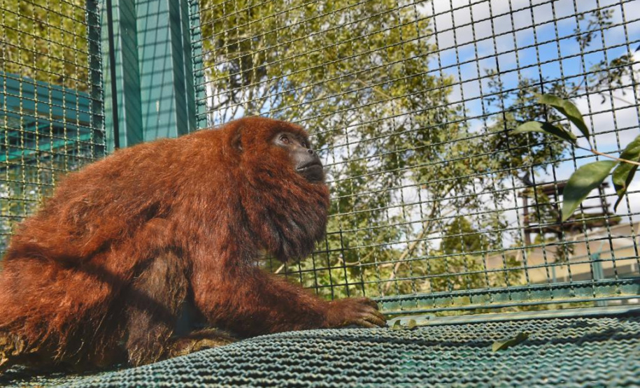 O Instituto Ambiental do Paraná (IAP) encaminhou nesta segunda-feira (06) um bugio para o Instituto Conservacionista Anami, em São José dos Pinhais. O local é especializado em proteção e recuperação de grandes primatas. O animal foi levado ao Centro de Apoio à Fauna Silvestre (Cafs) em maio deste ano pela Secretaria de Saúde do mesmo município com suspeita de febre amarela. Foto: Denis Ferreira Netto/SEDEST