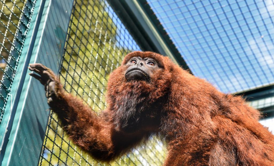 O Instituto Ambiental do Paraná (IAP) encaminhou nesta segunda-feira (06) um bugio para o Instituto Conservacionista Anami, em São José dos Pinhais. O local é especializado em proteção e recuperação de grandes primatas. O animal foi levado ao Centro de Apoio à Fauna Silvestre (Cafs) em maio deste ano pela Secretaria de Saúde do mesmo município com suspeita de febre amarela. Foto: Denis Ferreira Netto/SEDEST
