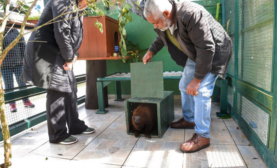 O Instituto Ambiental do Paraná (IAP) encaminhou nesta segunda-feira (06) um bugio para o Instituto Conservacionista Anami, em São José dos Pinhais. O local é especializado em proteção e recuperação de grandes primatas. O animal foi levado ao Centro de Apoio à Fauna Silvestre (Cafs) em maio deste ano pela Secretaria de Saúde do mesmo município com suspeita de febre amarela. Foto: Denis Ferreira Netto/SEDEST
