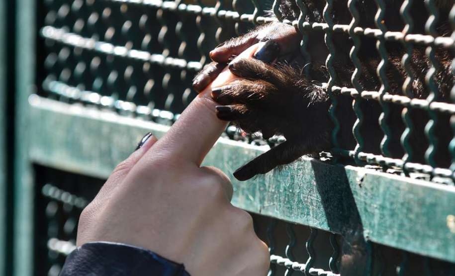 O Instituto Ambiental do Paraná (IAP) encaminhou nesta segunda-feira (06) um bugio para o Instituto Conservacionista Anami, em São José dos Pinhais. O local é especializado em proteção e recuperação de grandes primatas. O animal foi levado ao Centro de Apoio à Fauna Silvestre (Cafs) em maio deste ano pela Secretaria de Saúde do mesmo município com suspeita de febre amarela. Foto: Denis Ferreira Netto/SEDEST