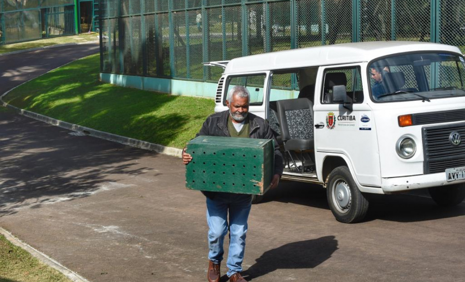 O Instituto Ambiental do Paraná (IAP) encaminhou nesta segunda-feira (06) um bugio para o Instituto Conservacionista Anami, em São José dos Pinhais. O local é especializado em proteção e recuperação de grandes primatas. O animal foi levado ao Centro de Apoio à Fauna Silvestre (Cafs) em maio deste ano pela Secretaria de Saúde do mesmo município com suspeita de febre amarela. Foto: Denis Ferreira Netto/SEDEST