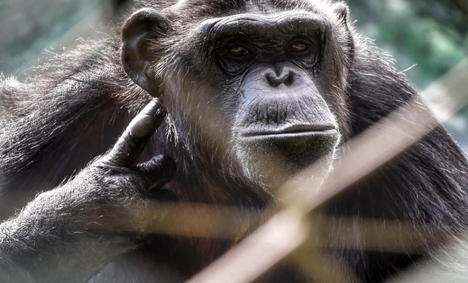 O Instituto Ambiental do Paraná (IAP) encaminhou nesta segunda-feira (06) um bugio para o Instituto Conservacionista Anami, em São José dos Pinhais. O local é especializado em proteção e recuperação de grandes primatas. O animal foi levado ao Centro de Apoio à Fauna Silvestre (Cafs) em maio deste ano pela Secretaria de Saúde do mesmo município com suspeita de febre amarela. Foto: Denis Ferreira Netto/SEDEST