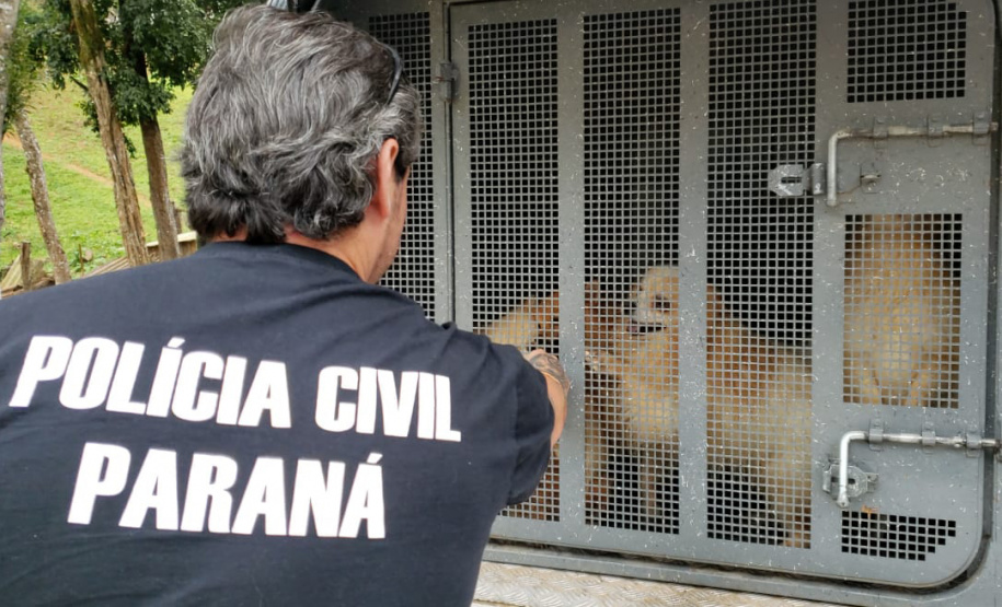 A Polícia Civil do Paraná (PCPR) cumpriu 11 mandados de busca e apreensão nesta terça-feira (13) em endereços ligados a uma rede de pet shops. Sócios e funcionários da empresa são suspeitos por maus-tratos a animais, estelionato e falsificação de documentos privados. Foto: Divulgação/Polícia Civil