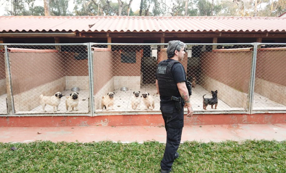 A Polícia Civil do Paraná (PCPR) cumpriu 11 mandados de busca e apreensão nesta terça-feira (13) em endereços ligados a uma rede de pet shops. Sócios e funcionários da empresa são suspeitos por maus-tratos a animais, estelionato e falsificação de documentos privados. Foto: Divulgação/Polícia Civil