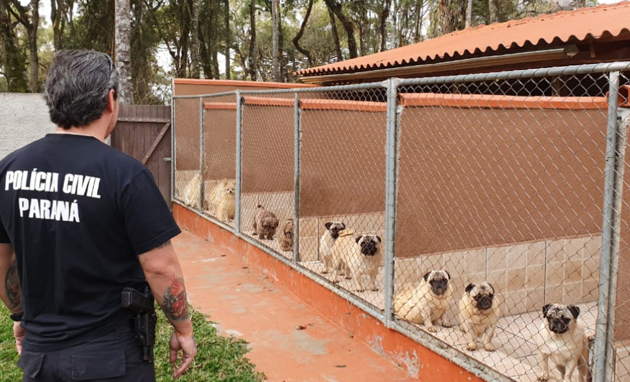 A Polícia Civil do Paraná (PCPR) cumpriu 11 mandados de busca e apreensão nesta terça-feira (13) em endereços ligados a uma rede de pet shops. Sócios e funcionários da empresa são suspeitos por maus-tratos a animais, estelionato e falsificação de documentos privados. Foto: Divulgação/Polícia Civil