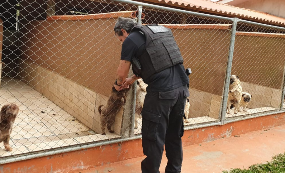 A Polícia Civil do Paraná (PCPR) cumpriu 11 mandados de busca e apreensão nesta terça-feira (13) em endereços ligados a uma rede de pet shops. Sócios e funcionários da empresa são suspeitos por maus-tratos a animais, estelionato e falsificação de documentos privados. Foto: Divulgação/Polícia Civil