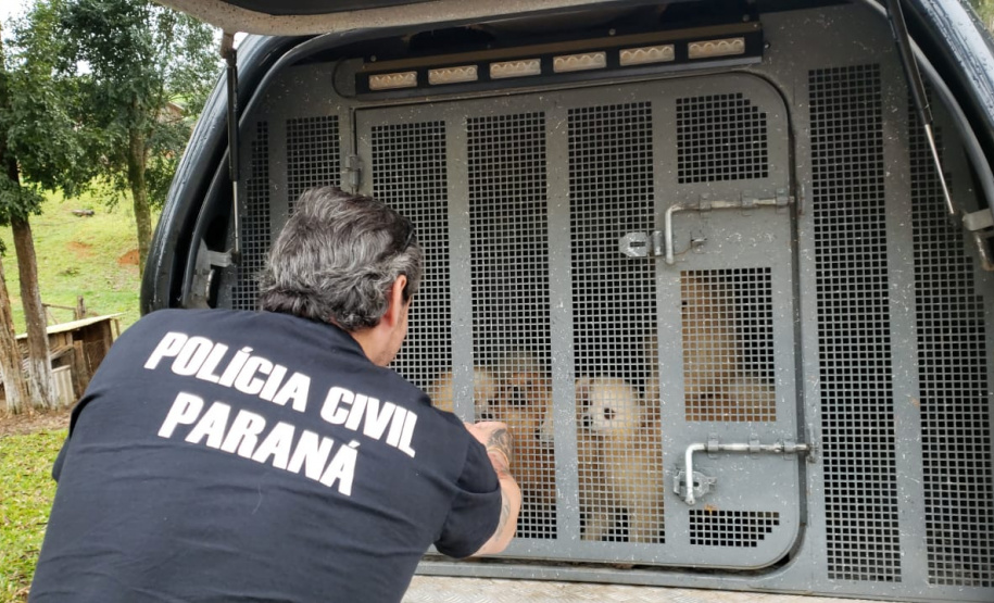 A Polícia Civil do Paraná (PCPR) cumpriu 11 mandados de busca e apreensão nesta terça-feira (13) em endereços ligados a uma rede de pet shops. Sócios e funcionários da empresa são suspeitos por maus-tratos a animais, estelionato e falsificação de documentos privados. Foto: Divulgação/Polícia Civil