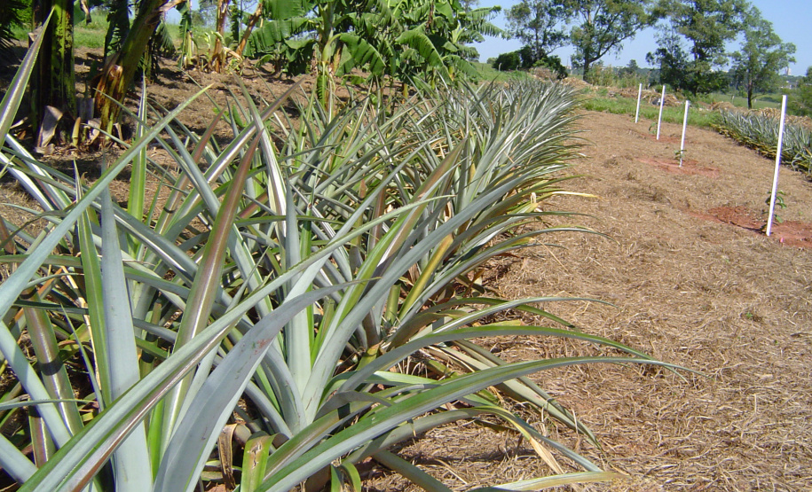 “O Paraná é o sexto estado do Brasil que mais produz frutas, mas tem potencial para ser o primeiro”. A opinião é do pesquisador do Instituto Agronômico do Paraná (Iapar) Sérgio Carvalho, que há quase 50 anos estuda a fruticultura no estado e foi um dos responsáveis por importantes avanços em diversas culturas, como o zoneamento de citros, uva e banana .Foto: Divulgação Emater