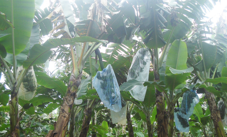 O Paraná é o sexto estado do Brasil que mais produz frutas, mas tem potencial para ser o primeiro”. A opinião é do pesquisador do Instituto Agronômico do Paraná (Iapar) Sérgio Carvalho, que há quase 50 anos estuda a fruticultura no estado e foi um dos responsáveis por importantes avanços em diversas culturas, como o zoneamento de citros, uva e banana. Foto: Divulgação/Emater