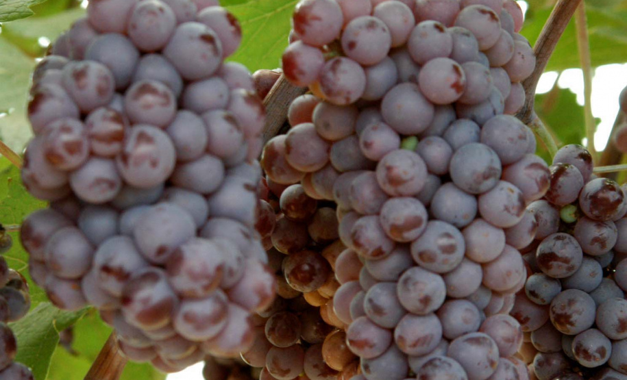 “O Paraná é o sexto estado do Brasil que mais produz frutas, mas tem potencial para ser o primeiro”. A opinião é do pesquisador do Instituto Agronômico do Paraná (Iapar) Sérgio Carvalho, que há quase 50 anos estuda a fruticultura no estado e foi um dos responsáveis por importantes avanços em diversas culturas, como o zoneamento de citros, uva e banana. Foto: Divulgação/Iapar