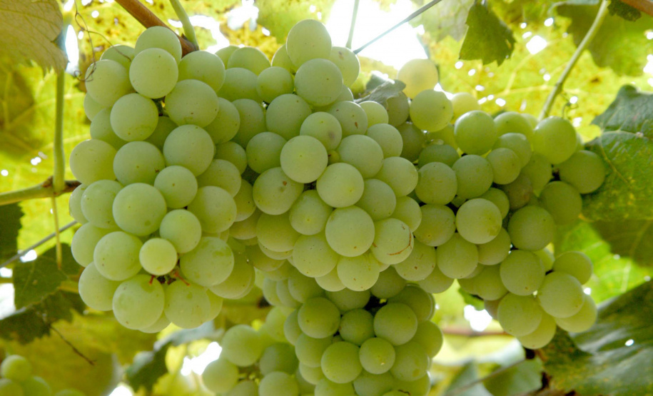 “O Paraná é o sexto estado do Brasil que mais produz frutas, mas tem potencial para ser o primeiro”. A opinião é do pesquisador do Instituto Agronômico do Paraná (Iapar) Sérgio Carvalho, que há quase 50 anos estuda a fruticultura no estado e foi um dos responsáveis por importantes avanços em diversas culturas, como o zoneamento de citros, uva e banana. Foto: Divulgação/Iapar