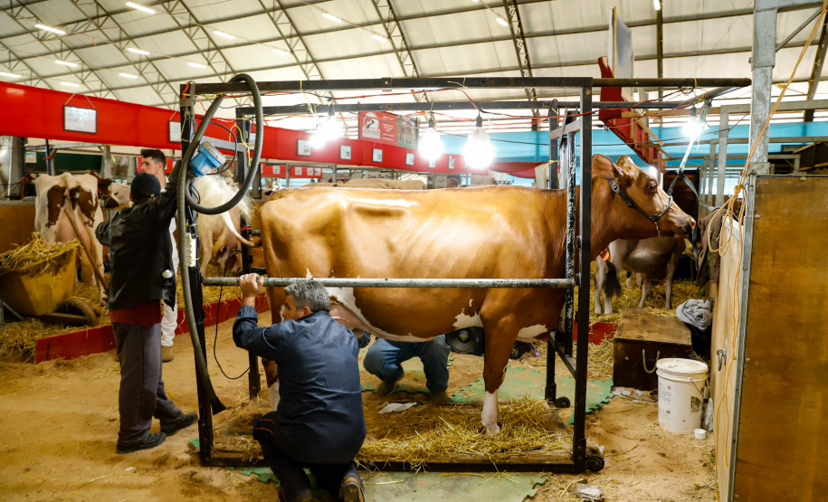 O governador Carlos Massa Ratinho Junior reforçou nesta quinta-feira (15), na Agroleite, em Castro, a necessidade de o Paraná agregar tecnologia e industrialização à produção do leite, mantendo o Estado em uma posição de destaque no País. Em sua 19ª edição, a feira é uma das principais vitrines do Brasil de novas tecnologias para o setor.