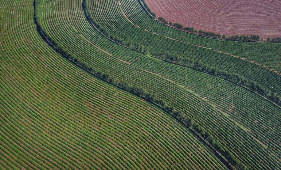 Estudo analisa três décadas de mudanças na cafeicultura brasileira. Foto: José Fernando Ogura/ANPr
