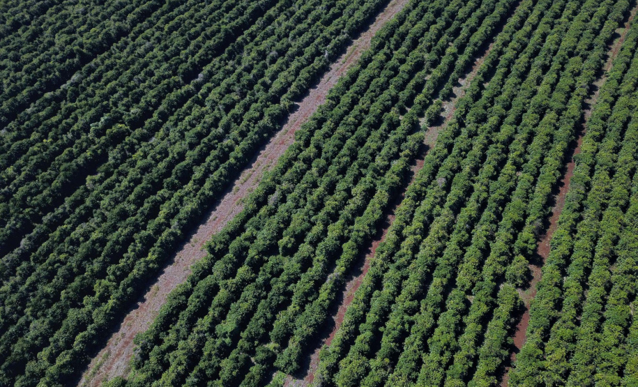 Estudo analisa três décadas de mudanças na cafeicultura brasileira. Foto: José Fernando Ogura/ANPr