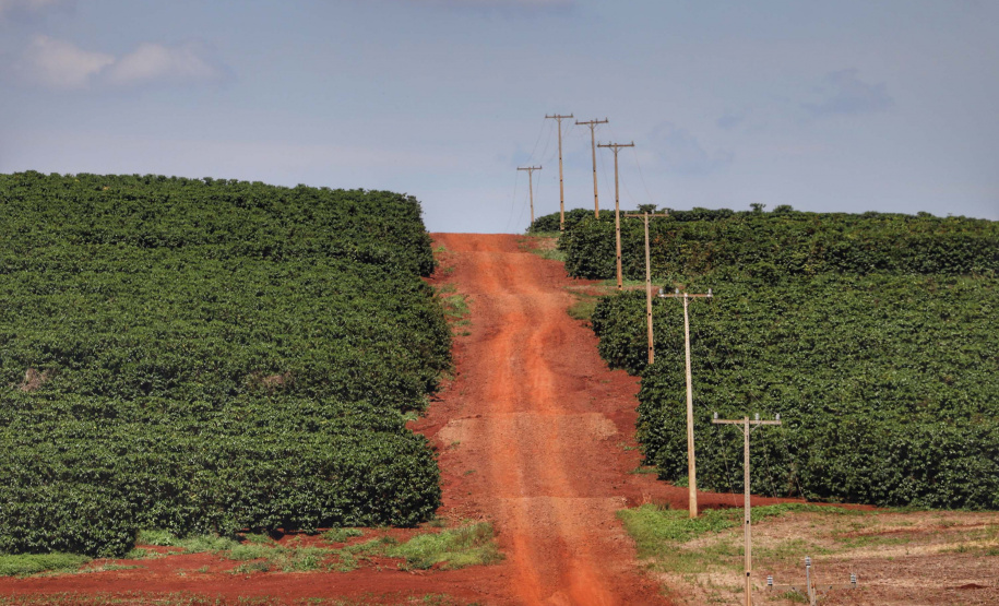Estudo analisa três décadas de mudanças na cafeicultura brasileira. Foto: José Fernando Ogura/ANPr