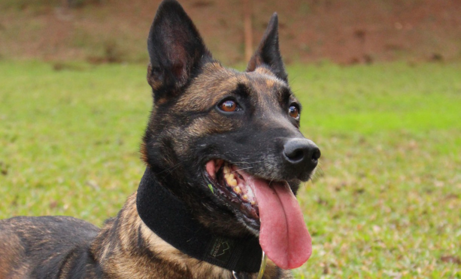 A Polícia Civil do Paraná prepara a aposentadoria de sua cachorra policial Shiva. Após seis anos de serviço prestado à sociedade, com inúmeras apreensões de drogas, que levaram à prisão de muitos traficantes, o descanso é merecido. Foto: Fabio Dias/PCPR