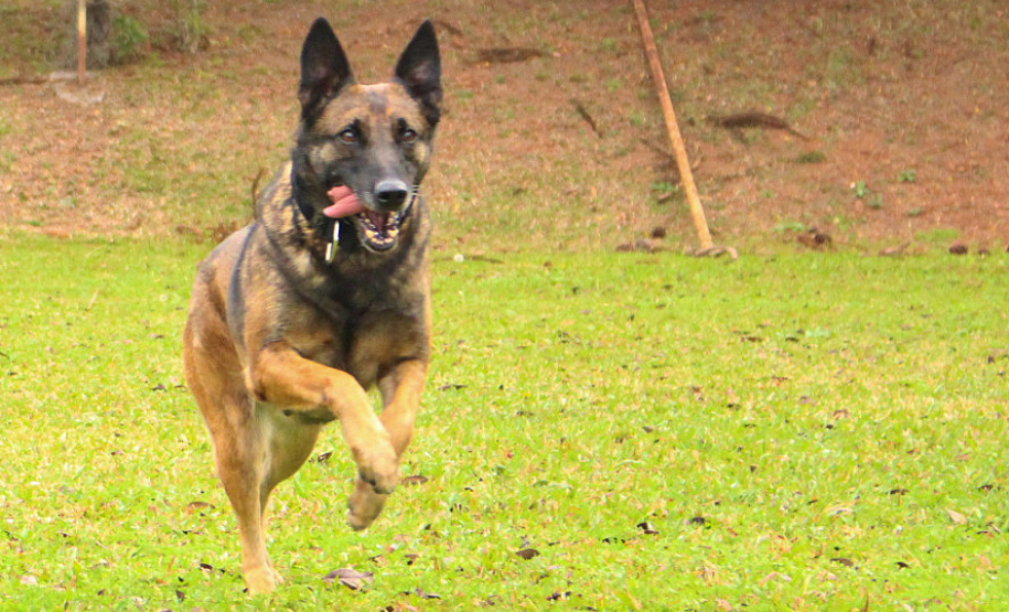 A Polícia Civil do Paraná prepara a aposentadoria de sua cachorra policial Shiva. Após seis anos de serviço prestado à sociedade, com inúmeras apreensões de drogas, que levaram à prisão de muitos traficantes, o descanso é merecido. Foto: Fabio Dias/PCPR
