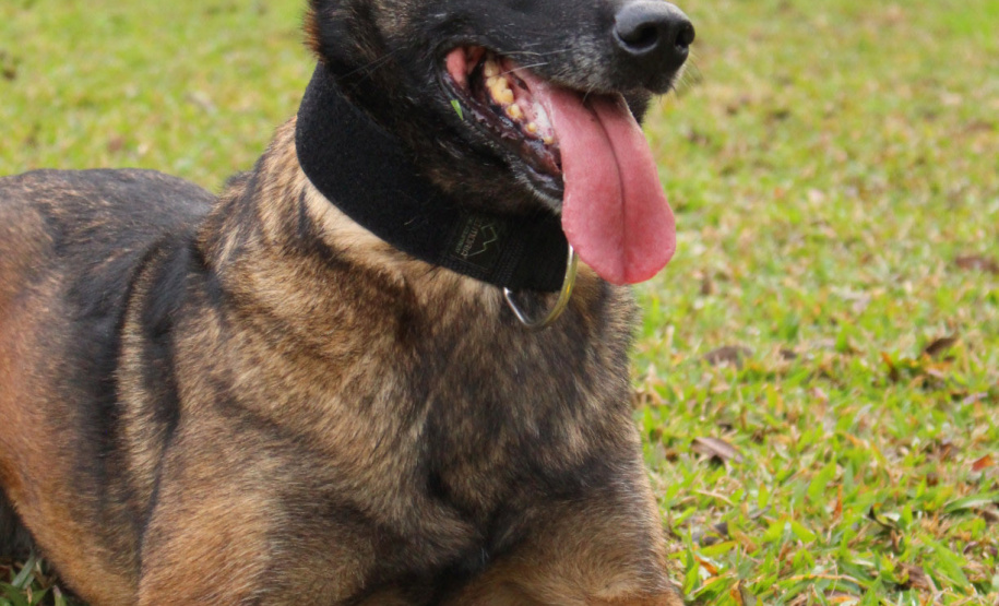 A Polícia Civil do Paraná prepara a aposentadoria de sua cachorra policial Shiva. Após seis anos de serviço prestado à sociedade, com inúmeras apreensões de drogas, que levaram à prisão de muitos traficantes, o descanso é merecido. Foto: Fabio Dias/PCPR