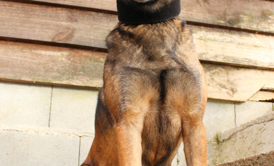 A Polícia Civil do Paraná prepara a aposentadoria de sua cachorra policial Shiva. Após seis anos de serviço prestado à sociedade, com inúmeras apreensões de drogas, que levaram à prisão de muitos traficantes, o descanso é merecido. Foto: Fabio Dias/PCPR