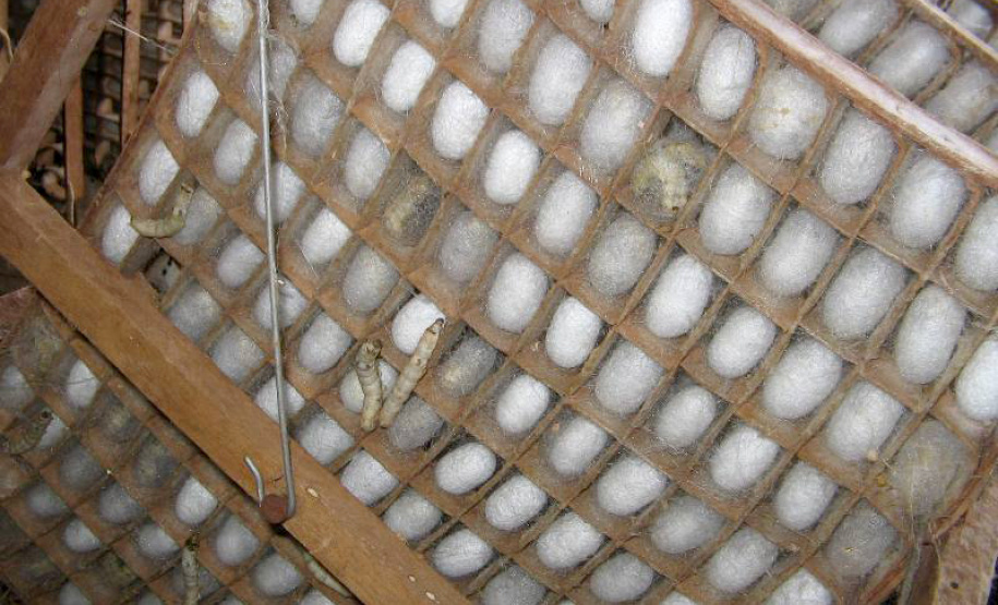 O Instituto Agronômico do Paraná (Iapar) realiza de terça a sexta-feira (20 a 23), em parceria com a Universidade Estadual de Londrina (UEL), Fiação de Seda Bratac S/A e Emater, o Curso de Atualização em Sericicultura. O curso prevê treinamento teórico e uma visita técnica na Bratac para conhecer o sistema de produção.Foto: Divulgação/Iapar