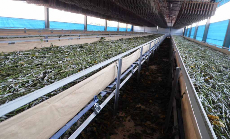 O Instituto Agronômico do Paraná (Iapar) realiza de terça a sexta-feira (20 a 23), em parceria com a Universidade Estadual de Londrina (UEL), Fiação de Seda Bratac S/A e Emater, o Curso de Atualização em Sericicultura. O curso prevê treinamento teórico e uma visita técnica na Bratac para conhecer o sistema de produção.Foto: Divulgação/Iapar