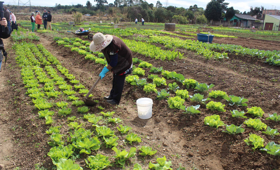 Foi inaugurado nesta segunda-feira (26) o trabalho de revitalização da horta comunitária no bairro Tatuquara, em Curitiba. O projeto foi executado por meio do programa Hortas Comunitárias, da Secretaria de Estado da Agricultura e do Abastecimento. A iniciativa é uma parceria entre Governo do Estado e Prefeitura de Curitiba. Foto: Gisele Barão/SEAB