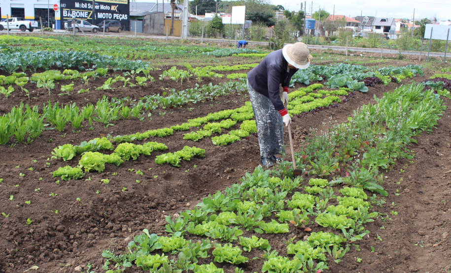 Foi inaugurado nesta segunda-feira (26) o trabalho de revitalização da horta comunitária no bairro Tatuquara, em Curitiba. O projeto foi executado por meio do programa Hortas Comunitárias, da Secretaria de Estado da Agricultura e do Abastecimento. A iniciativa é uma parceria entre Governo do Estado e Prefeitura de Curitiba. Foto: Gisele Barão/SEAB
