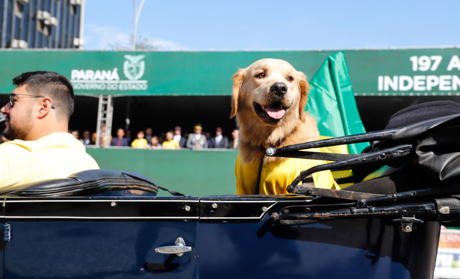 Aproximadamente 20 mil pessoas acompanharam neste sábado (7), em Curitiba, o desfile cívico-militar que comemora os 197 anos da Proclamação da Independência, segundo estimativas da Polícia Militar do Paraná. O governador Carlos Massa Ratinho Junior assistiu a solenidade de 7 de Setembro na Avenida Cândido de Abreu, acompanhado de sua família, do comandante da 5ª Divisão do Exército, general de divisão José Russo Assumpção Delgado, do vice-governador Darci Piana e de diversas autoridades.