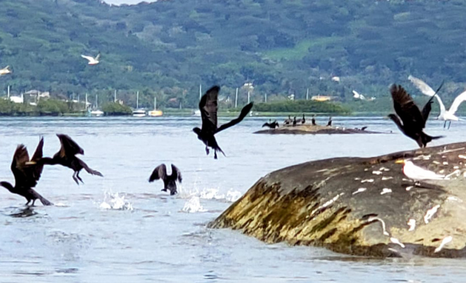 Dentro dos programas ambientais executados pela empresa Portos do Paraná nas baías de Paranaguá e Antonina, foi realizado quarta-feira (11) o monitoramento de avifauna, embarcado. Foto: Divulgação/Portos do Paraná