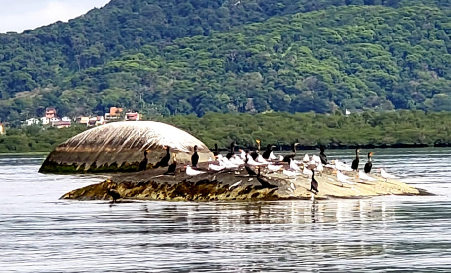 Dentro dos programas ambientais executados pela empresa Portos do Paraná nas baías de Paranaguá e Antonina, foi realizado quarta-feira (11) o monitoramento de avifauna, embarcado. Foto: Divulgação/Portos do Paraná