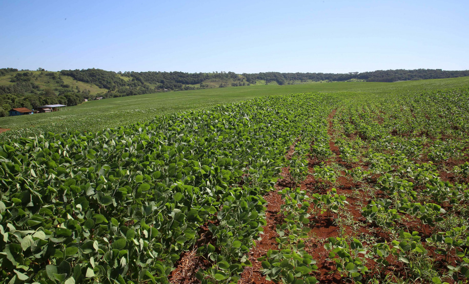 Com o encerramento do vazio sanitário na terça-feira (10), com o objetivo de evitar o fungo causador da ferrugem asiática, os agricultores paranaenses começaram nesta quarta-feira (11) o plantio da safra de soja. Foto: Jaelson Lucas/AEN