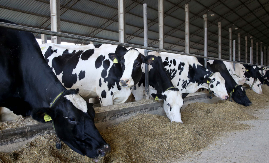 O Paraná teve participação fundamental para o bom desempenho da pecuária nacional no segundo trimestre de 2019, segundo dados consolidados do Instituto Brasileiro de Geografia e Estatística (IBGE) divulgados na semana passada. O Estado liderou o ranking nacional em dois segmentos – houve a alta no abate de frango e na produção de leite. Carambeí 09/2019. Foto:Jaelson Lucas / AEN