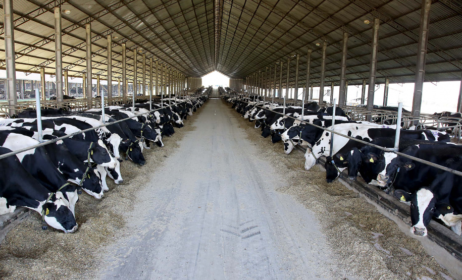 O Paraná teve participação fundamental para o bom desempenho da pecuária nacional no segundo trimestre de 2019, segundo dados consolidados do Instituto Brasileiro de Geografia e Estatística (IBGE) divulgados na semana passada. O Estado liderou o ranking nacional em dois segmentos – houve a alta no abate de frango e na produção de leite.  Carambeí 09/2019. Foto:Jaelson Lucas / AEN