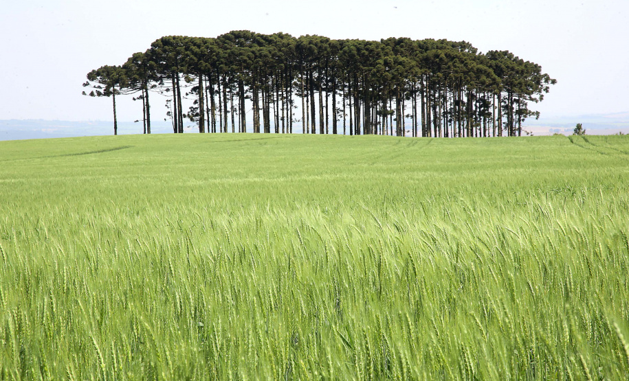 A versão definitiva do Valor Bruto da Produção Agropecuária (VBP) 2018 mostra que o Centro-Sul do Paraná foi a Região que mais cresceu no último ano. Foto:Jaelson Lucas / AEN