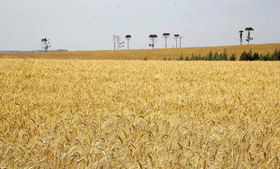 A versão definitiva do Valor Bruto da Produção Agropecuária (VBP) 2018 mostra que o Centro-Sul do Paraná foi a Região que mais cresceu no último ano.  Foto:Jaelson Lucas / AEN