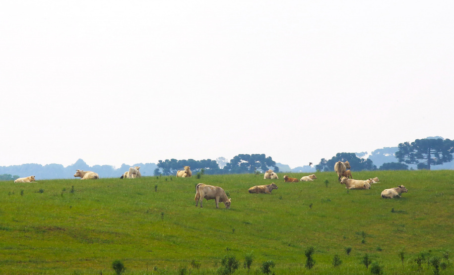 A versão definitiva do Valor Bruto da Produção Agropecuária (VBP) 2018 mostra que o Centro-Sul do Paraná foi a Região que mais cresceu no último ano.  Foto:Jaelson Lucas / AEN