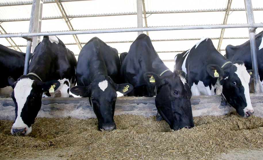 A versão definitiva do Valor Bruto da Produção Agropecuária (VBP) 2018 mostra que o Centro-Sul do Paraná foi a Região que mais cresceu no último ano.  Foto:Jaelson Lucas / AEN