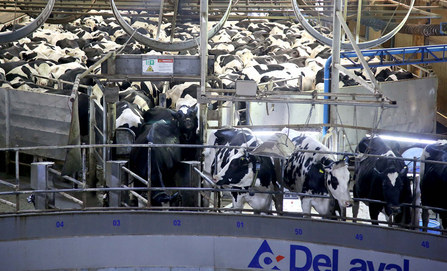 A versão definitiva do Valor Bruto da Produção Agropecuária (VBP) 2018 mostra que o Centro-Sul do Paraná foi a Região que mais cresceu no último ano.  Foto:Jaelson Lucas / AEN