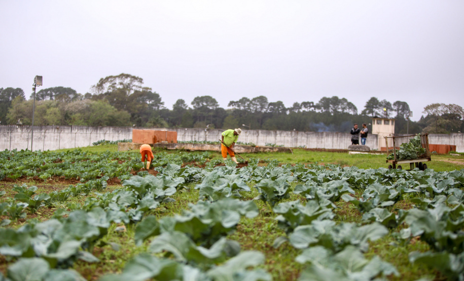 Trabalho de detentos na Penitenciaria Central do Estado em PIraquara.  13/09/2019 -Foto: Gilson Abreu/AEN