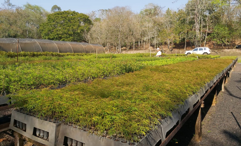 Programa Paraná Mais Verde. Foto: Divulgação/SEDEST