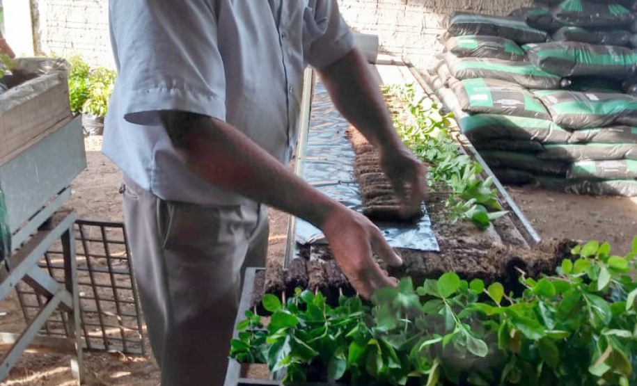 Programa Paraná Mais Verde. Foto: Divulgação/SEDEST