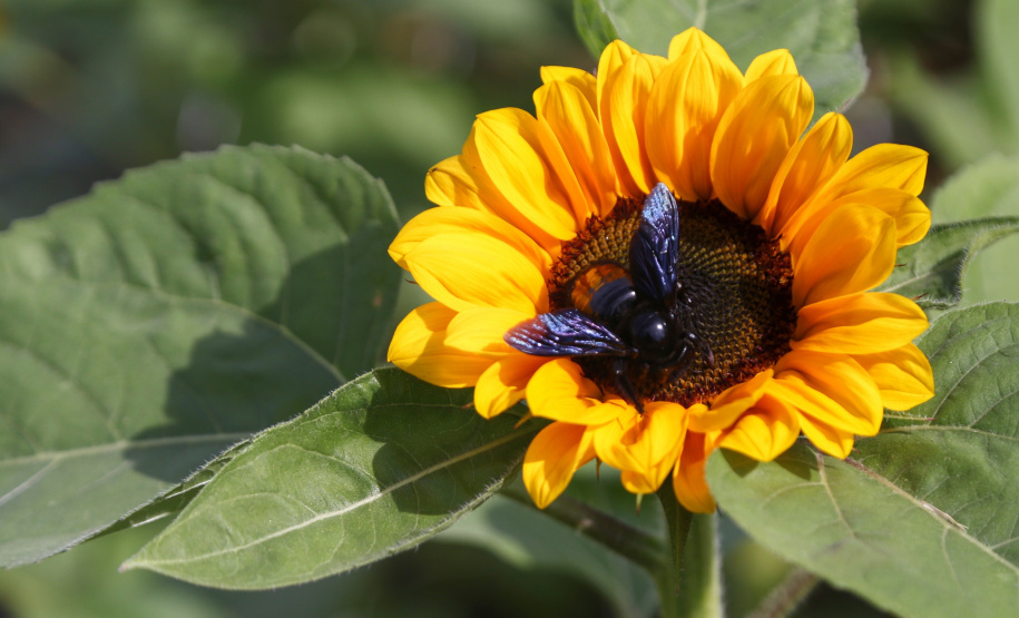 A primavera começa às 4h50 desta segunda-feira, 23 de setembro, e termina à 1h19 de 22 de dezembro. Segundo a previsão do Simepar, no primeiro dia da estação as temperaturas serão amenas na maior parte do Paraná. As mínimas devem ficar entre 5 oC em Rio Negro e 17 oC em Guaíra. As máximas devem variar de 13 oC em Curitiba a 29 oC em Paranavaí e Umuarama. Foto: José Fernando Ogura/AEN