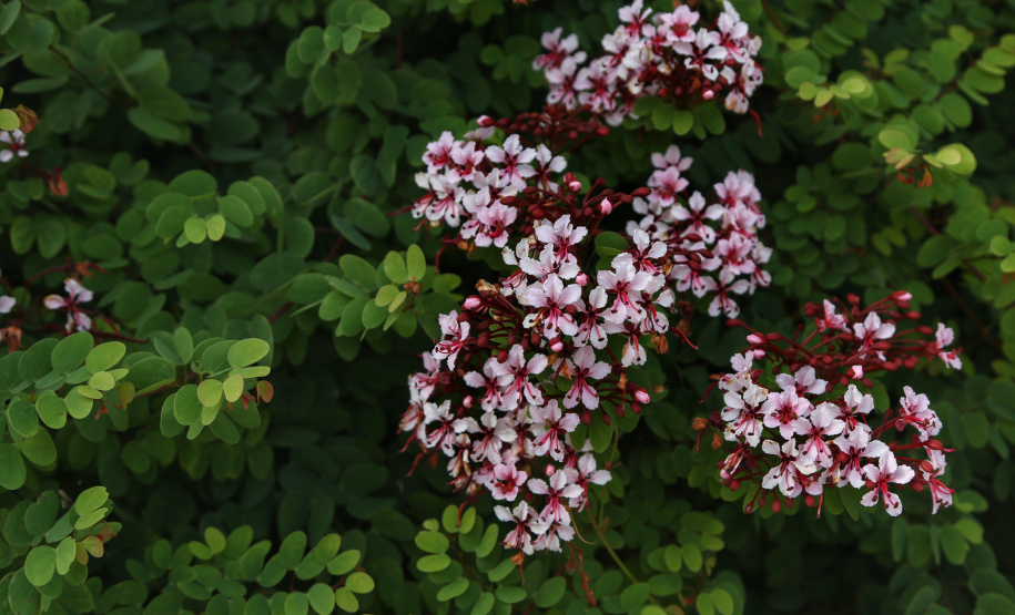 A primavera começa às 4h50 desta segunda-feira, 23 de setembro, e termina à 1h19 de 22 de dezembro. Segundo a previsão do Simepar, no primeiro dia da estação as temperaturas serão amenas na maior parte do Paraná. As mínimas devem ficar entre 5 oC em Rio Negro e 17 oC em Guaíra. As máximas devem variar de 13 oC em Curitiba a 29 oC em Paranavaí e Umuarama. Foto: José Fernando Ogura/AEN