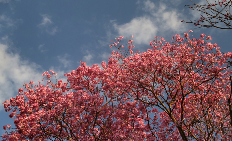 A primavera começa às 4h50 desta segunda-feira, 23 de setembro, e termina à 1h19 de 22 de dezembro. Segundo a previsão do Simepar, no primeiro dia da estação as temperaturas serão amenas na maior parte do Paraná. As mínimas devem ficar entre 5 oC em Rio Negro e 17 oC em Guaíra. As máximas devem variar de 13 oC em Curitiba a 29 oC em Paranavaí e Umuarama. Foto: José Fernando Ogura/AEN