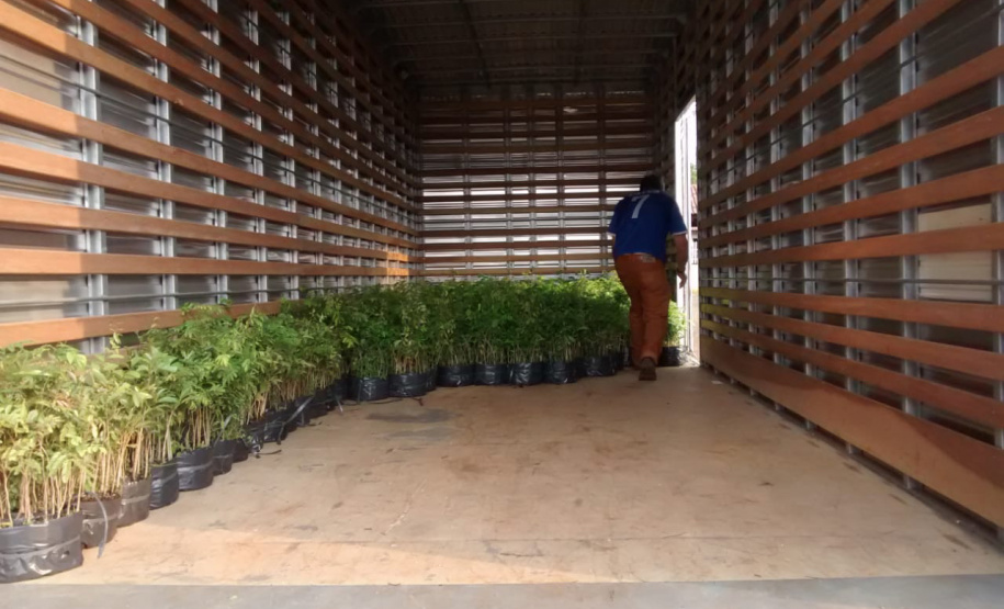 O Governo do Estado montou uma logística especial para o envio de mudas de árvores às escolas estaduais e Apaes de todo o Paraná. Mais de 3 mil pessoas estão atuando na tarefa de entregar e receber as mudas de espécies nativas, que serão plantadas dentro do programa de arborização Paraná Mais Verde. Foto: Divulgação/SEDEST