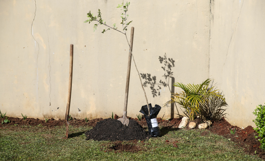 O governador Carlos Massa Ratinho Junior participa nesta segunda-feira (23) do plantio de árvores no Colégio Estadual Professora Maria Gai Grendel, no bairro Caximba, em Curitiba. O evento marcará o início do programa Paraná mais Verde, que vai incentivar o plantio de mudas de árvores nativas em todo o Estado.   23/09/2019 - Foto: Geraldo Bubniak/AEN