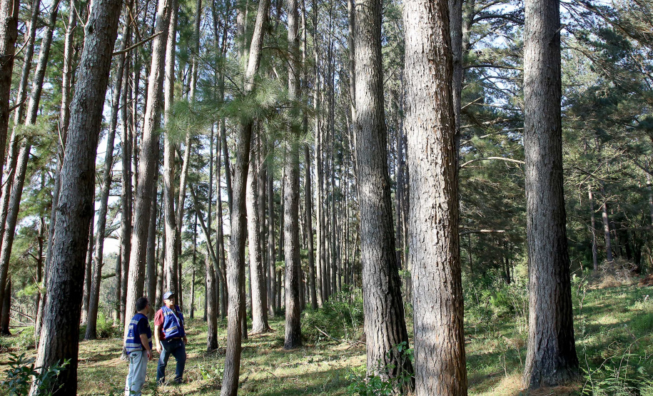 O desempenho paranaense decorreu principalmente pelos bons resultados no setor agropecuário e da indústria, com crescimentos de 3,52% e 2,94%, respectivamente. A produção florestal, pecuária, fabricação de veículos automotores e indústria de máquinas e equipamentos (bens de capital) foram decisivos na retomada apontada no período. Foto: Jaelson Lucas/AEN