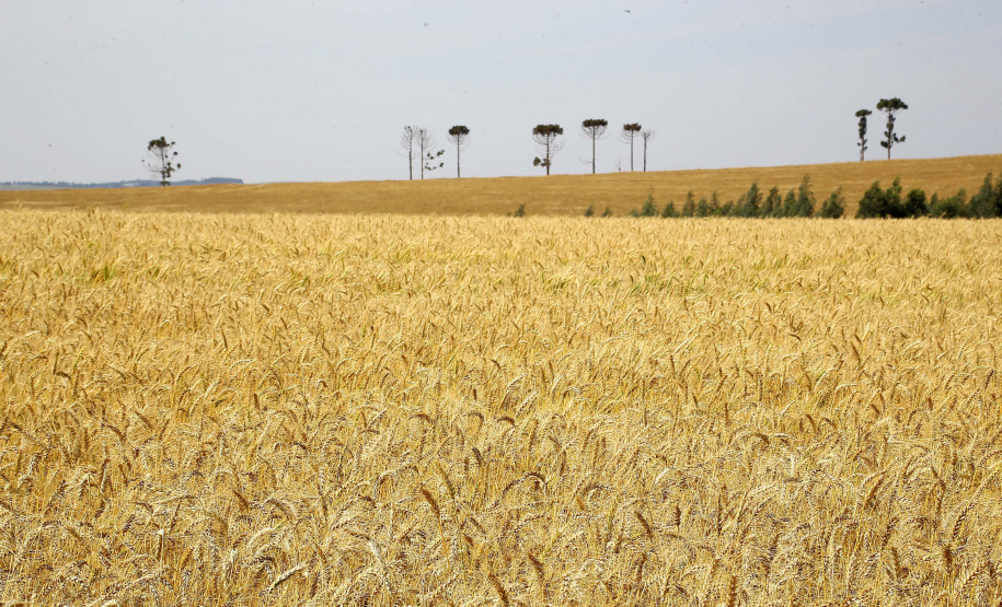 O desempenho paranaense decorreu principalmente pelos bons resultados no setor agropecuário e da indústria, com crescimentos de 3,52% e 2,94%, respectivamente. A produção florestal, pecuária, fabricação de veículos automotores e indústria de máquinas e equipamentos (bens de capital) foram decisivos na retomada apontada no período. Foto:Jaelson Lucas / AEN